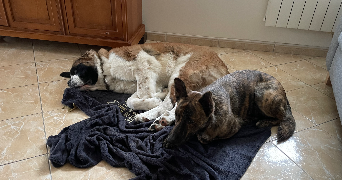 sabrina pet sitter à RIVES D ANDAINE 61410_7