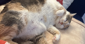 ambre pet sitter à PARIS 14 75014_1