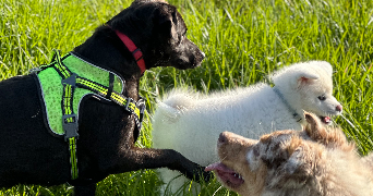 hannane pet sitter à Scy chazelles 57160_8