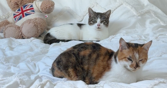 claudia pet sitter à MONTMORENCY 95160_2