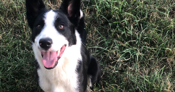 elodie pet sitter à BILLOM 63160_2