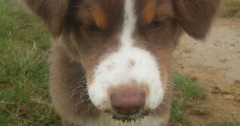 chloé dog sitter à TOULOUSE 31000_2