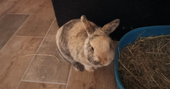 morgane pet sitter à SAUSHEIM 68390_11