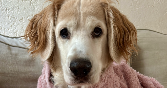 andreia pet sitter à LA GRANDE PAROISSE 77130_0