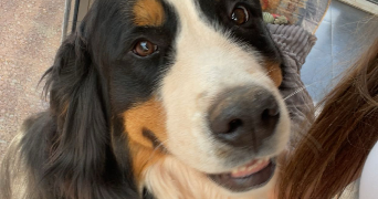 louane pet sitter à SACHIN 62550_1