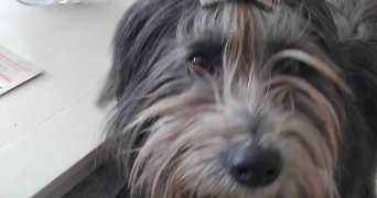 valerie pet sitter à RAMBOUILLET 78120_6