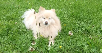 yannick pet sitter à Sapois 39300