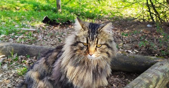 gabrielle pet sitter à VILLAZ 74370_0