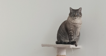 coralie pet sitter à CHATEAUNEUF SUR LOIRE 45110_6