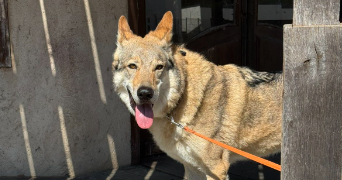 eva pet sitter à CASTELSARRASIN 82100_5