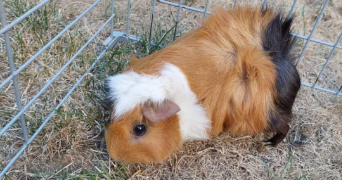 cylio pet sitter à FONTENAY AUX ROSES 92260_3