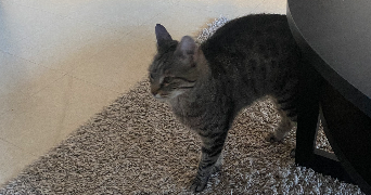 marine pet sitter à bures sur yvette 91440_0