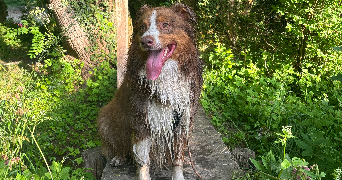 emeline pet sitter à AUCHEL 62260_1