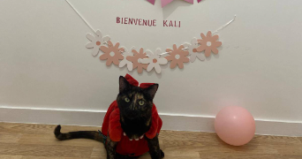 khadydia cat sitter à BOULOGNE BILLANCOURT 92100_4