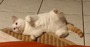 mélia pet sitter à LYON 08 69008_1