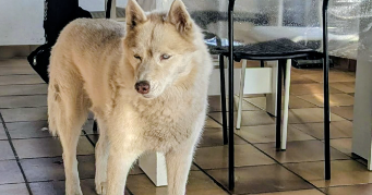 caroline pet sitter à MEURCHIN 62410_4