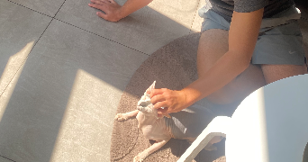 hélène pet sitter à MANAGE 7170_3