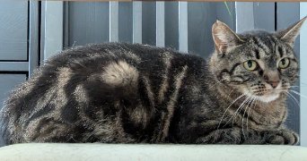 elisa pet sitter à LYON 04 69004_1
