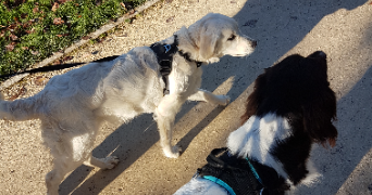 laure pet sitter à GUJAN MESTRAS 33470_9
