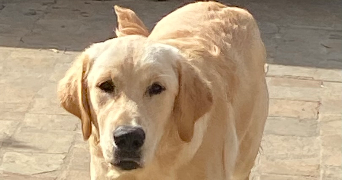 marie-aude pet sitter à CHAUMES EN BRIE 77390_1