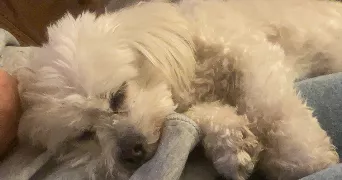 julia pet sitter à VILLABE 91100