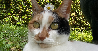 luna pet sitter à LA TESTE DE BUCH 33260_1