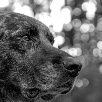 Sarah dog sitter à Saint-Martin-la-Sauveté 42260