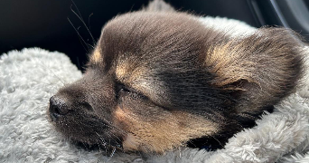 christophe pet sitter à SOUFFELWEYERSHEIM 67460_2