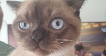 damaris pet sitter à SESSENHEIM 67770_8