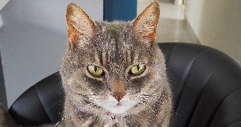 séverine pet sitter à FOUCRAINVILLE 27220_2