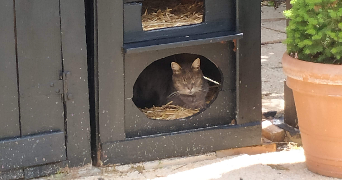 catherine pet sitter à MAROLLES EN BRIE 94440_1