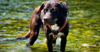 maïlyne pet sitter à VILLENEUVE TOLOSANE 31270_1