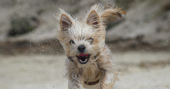 lou-ann pet sitter à PLOMELIN 29700_3