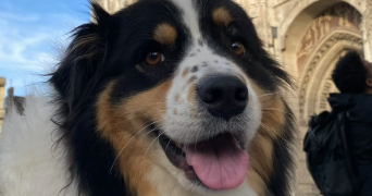 andréa pet sitter à ROUEN 76100_1
