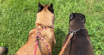 sophie pet sitter à GISORS 27140_5