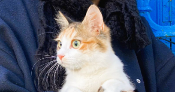 rima pet sitter à MARSEILLE 05 13005_3