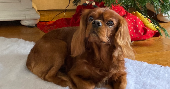 charles pet sitter à PARIS 16 75016_3