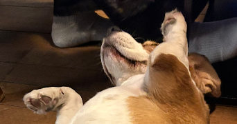 lou-ann pet sitter à LILLE 59800_2