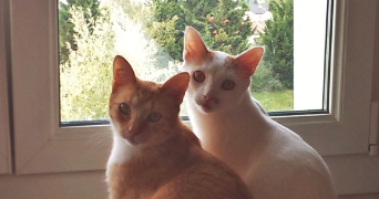 fanny pet sitter à GUENANGE 57310_1