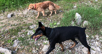 emilie pet sitter à CHALONNES SUR LOIRE 49290_3