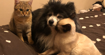 mélody pet sitter à LIMOGES 87100_8