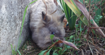 adrien pet sitter à ST BARTHELEMY DE VALS 26240_3