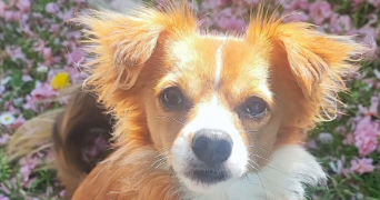 noémie pet sitter à BOLBEC 76210_3