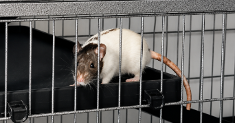laëtitia pet sitter à Peymeinade 06530_6