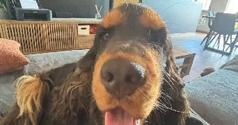 michel pet sitter à CALAIS 62100