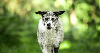 virginie dog sitter à BALLAN MIRE 37510_3