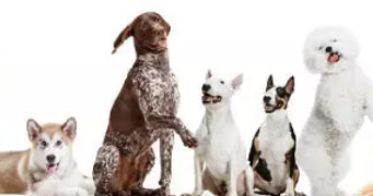 caroline pet sitter à BRUXELLES 1000