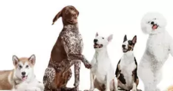 caroline pet sitter à BRUXELLES 1000