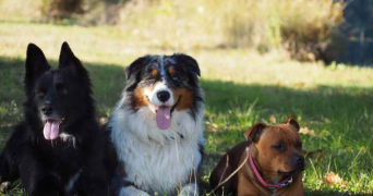 julia pet sitter à METHAMIS 84570_2