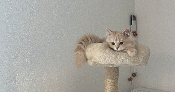 delneste pet sitter à TOULOUSE 31200_7